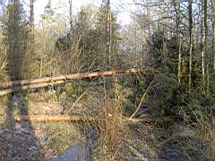 050129-Kvarnfallet 013.jpg